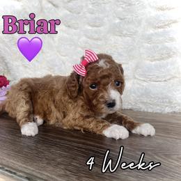 Briar - Red  female Goldendoodle puppy in Runaway Bay, Texas from Green Ranch Doodles