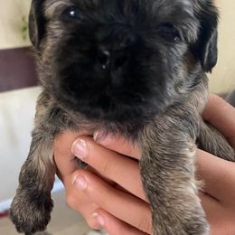 Shih Tzu All Grown Up from Monica Sauceda
