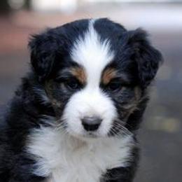 Miniature American Shepherds from Too Mini Aussies/ Miniature American Shepherds