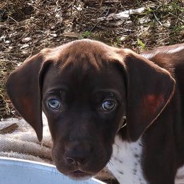 Boy 5 - Liver roan German Shorthaired Pointer puppy in Henderson, Texas from C4 Gun Dogs