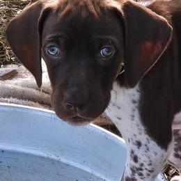 Boy 5 - Liver roan German Shorthaired Pointer puppy in Henderson, Texas from C4 Gun Dogs