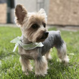 Maltipoos and Yorkshire Terriers from California Dreamin Puppies