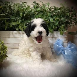 Poodle All Grown Up from Yessie Rodriguez