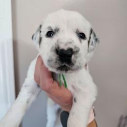 Bop It - White and black male Dalmatian puppy in Gray, Georgia from Fuller Spots