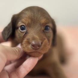 Solara - long hair - Chocolate and tan female Dachshund puppy in Lakeland, Florida from Elite Doxies Florida
