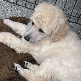 Chinese Crested and Poodle Puppies from Mindy Dobrow's Chinese Crested Puppies and standard poodles
