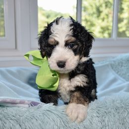 Bernedoodle and Goldendoodle Puppies from Above and Beyond Standards