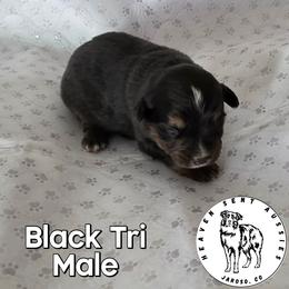 Seth - Black tri male Miniature Australian Shepherd puppy in Jaroso, Colorado from Heaven Sent Aussies