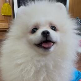 Cloud - Cream female Pomeranian puppy in Silver Springs, New York from Humehill