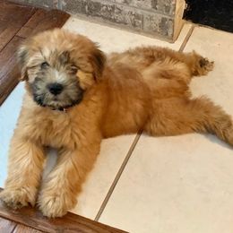 Soft Coated Wheaten Terrier Puppies from Wonderful Wheatens