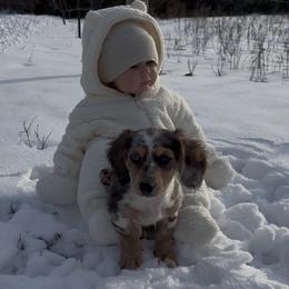 Dachshund Puppies from Vandruff Creek Mini Dachshunds