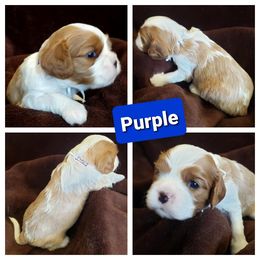 Cavalier King Charles Spaniel Puppies from Above All Else Love