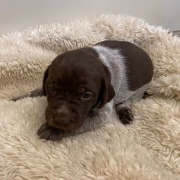 German Shorthaired Pointer and Vizsla Puppies from Big Country Kennels