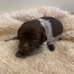German Shorthaired Pointer and Vizsla Puppies from Big Country Kennels