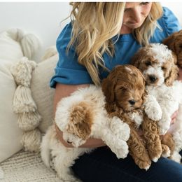 Goldendoodle Puppies from Legend Pups