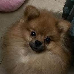 Kujo - Pomeranian