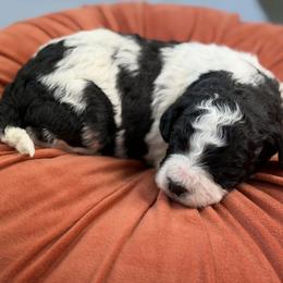 Parka - Black and white female Bernedoodle puppy in Russellville, Arkansas from Crossgate Doodles