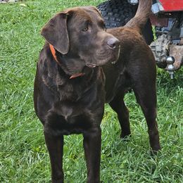 Buck - Labrador Retriever