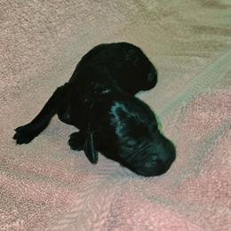 Bowie - Black male Goldendoodle puppy in Vinton, Iowa from Doodles to Love