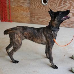 Sersi - Dutch Shepherd puppy from Von Der King Working Dogs