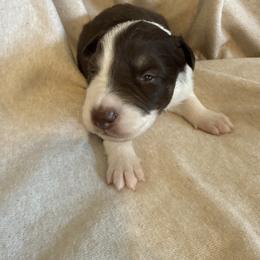 Luka - White and red male Border Collie puppy in Mckinney, Texas from Border Collies of Ruidoso