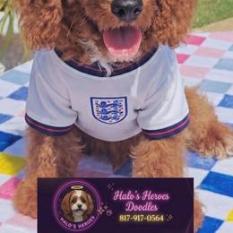 Joy 8 1 7 - 9 1 7 - 0 5 6 4 - Red female Cavapoo puppy in Dallas, Texas from Halo's Heroes Doodles