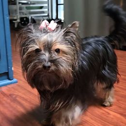 Zone Alo Av Av - Black and gold female Yorkshire Terrier puppy in Everett, Washington from 1 Star Dream Pups