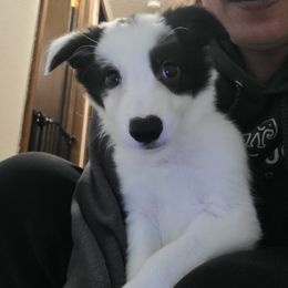 Boy 3 - Black and white male Border Collie puppy in Montesano, Washington from Misty Mountain Border Collies