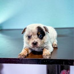 Pink collar - Blue speckled female Australian Cattle Dog puppy in Spokane, Washington from 4D Cattle Dogs