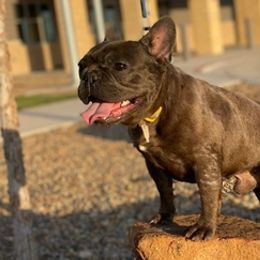 French Bulldogs from Rockin J French bulldogs