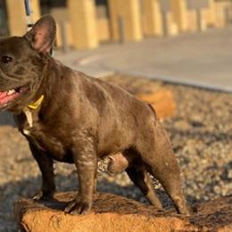 French Bulldogs from Rockin J French bulldogs