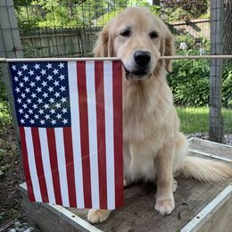 Ritzy - Golden Retriever