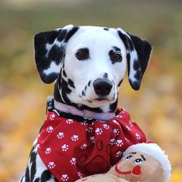 Moxie - Dalmatian