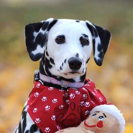 Moxie - Dalmatian