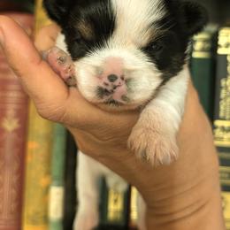Yorkshire Terrier Puppies from Cypress Creek Yorkies