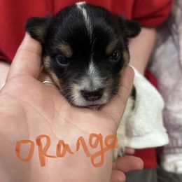 Tank (Boy 3) - Companion Cross puppy in Astoria, Oregon from Beam’s Cowboy Corgi’s