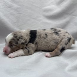 Stetson - Blue merle male Toy Australian Shepherd puppy in Bly, Oregon from Apacheblus Toy Aussies