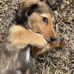 Dachshund Puppies from Hidden Haven Dachshunds