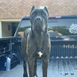 Louie - Cane Corso