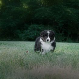 Border Collie Puppies from Fasstari Border Collies