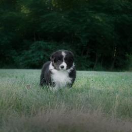 Border Collie Puppies from Fasstari Border Collies