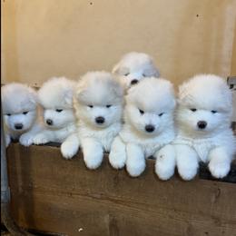 Girl 1 - White female Samoyed puppy in Oregon City, Oregon from White Cloud Samoyeds