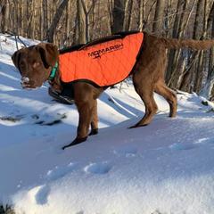 Chesapeake Bay Retrievers from Sky Pond Chesapeakes