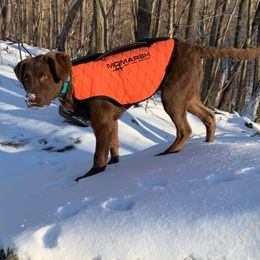 Chesapeake Bay Retrievers from Sky Pond Chesapeakes