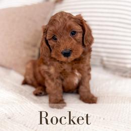 Rocket - Red  male Goldendoodle puppy in Melba, Idaho from KZ Doodles