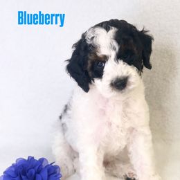 Blueberry Pie - Tri-color male Bernedoodle puppy in Williamson, New York from Lakeside Doodles