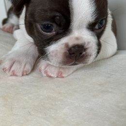 Boston Terrier Puppies from Mary's Puppy