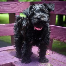 Marlie - Black female Miniature Schnauzer puppy in Dickson, Tennessee from Surely Blessed Mini Schnauzers