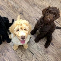 Labradoodle Puppies from Seventh Heaven Labradoodles