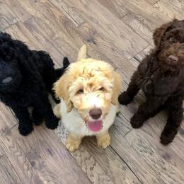 Labradoodle Puppies from Seventh Heaven Labradoodles